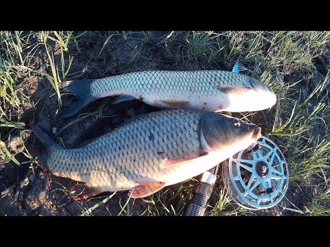 თევზაობა ნადარბაზევის ტბაზე Рыбалка Грузии, Сазан Белый Амур
